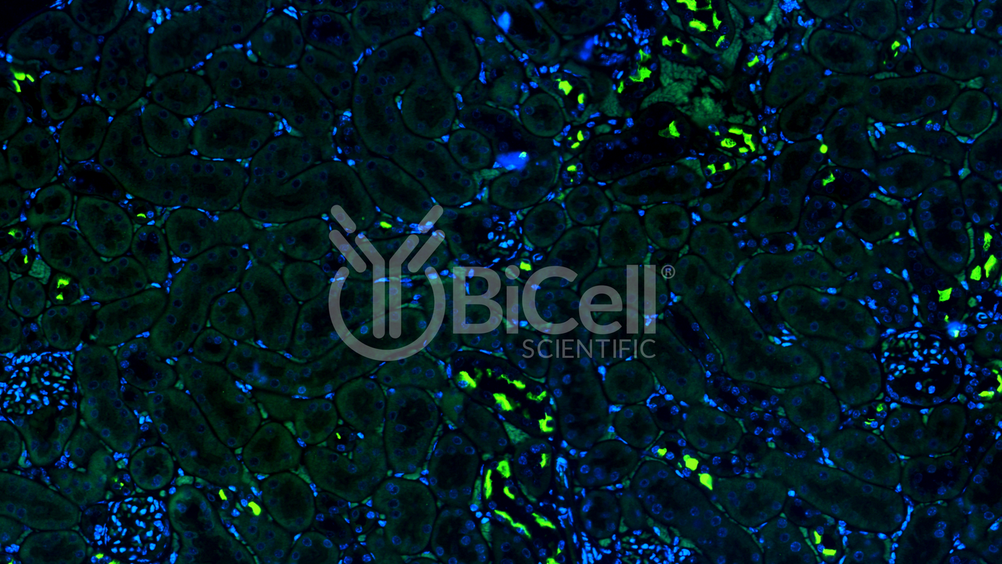 Pendrin (Slc26a4) Antibody - Western Blot Validated