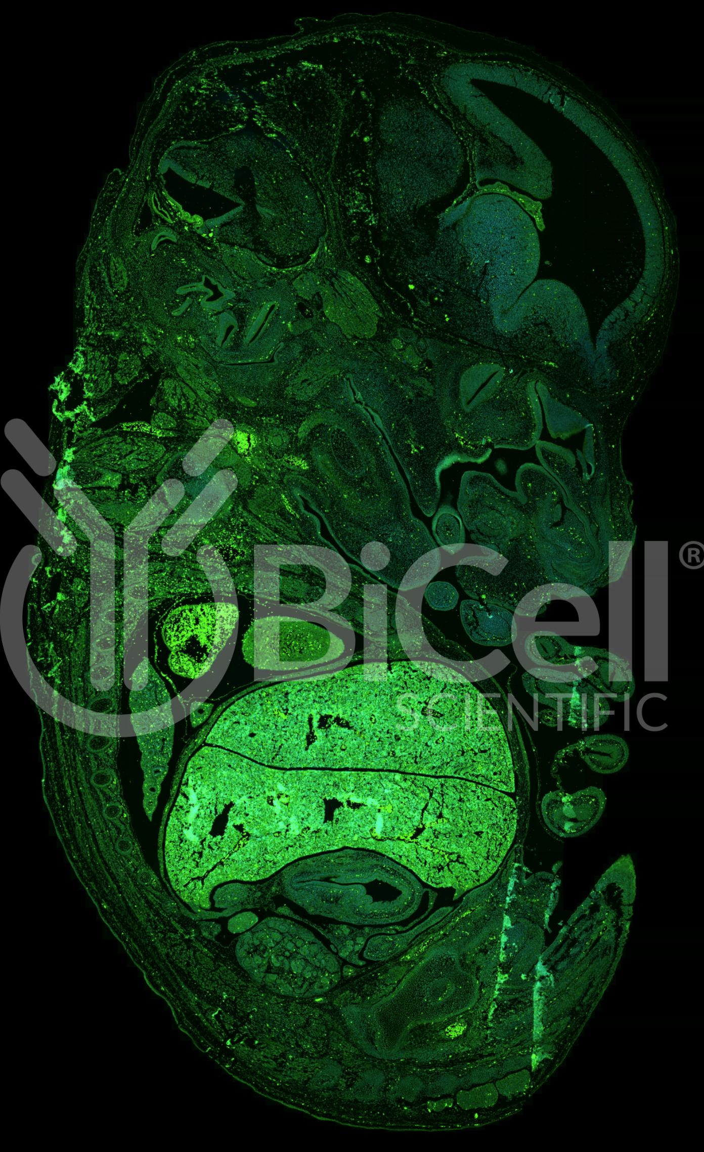 MTOR Antibody - Western Blot Validated