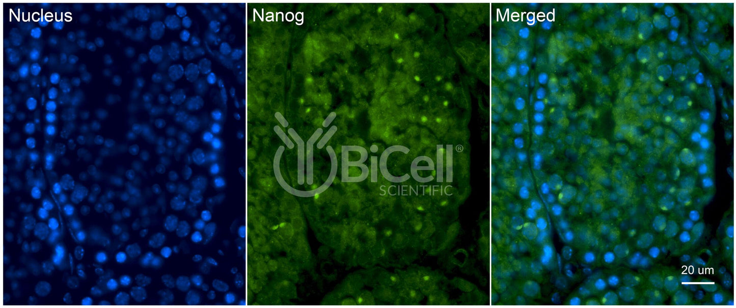 NANOG Antibody
