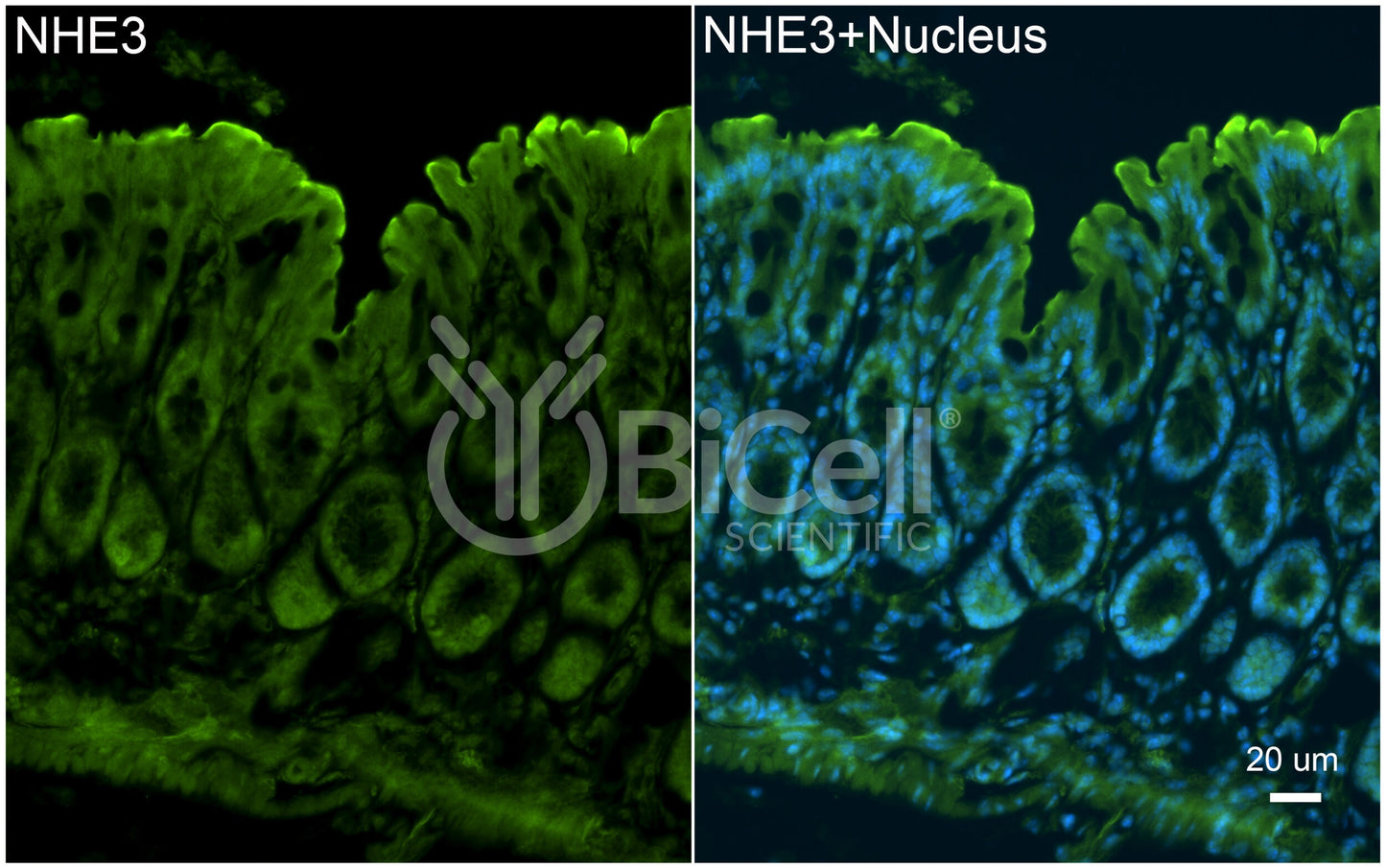 NHE3 (Slc9a3) Antibody - Western Blot Validated
