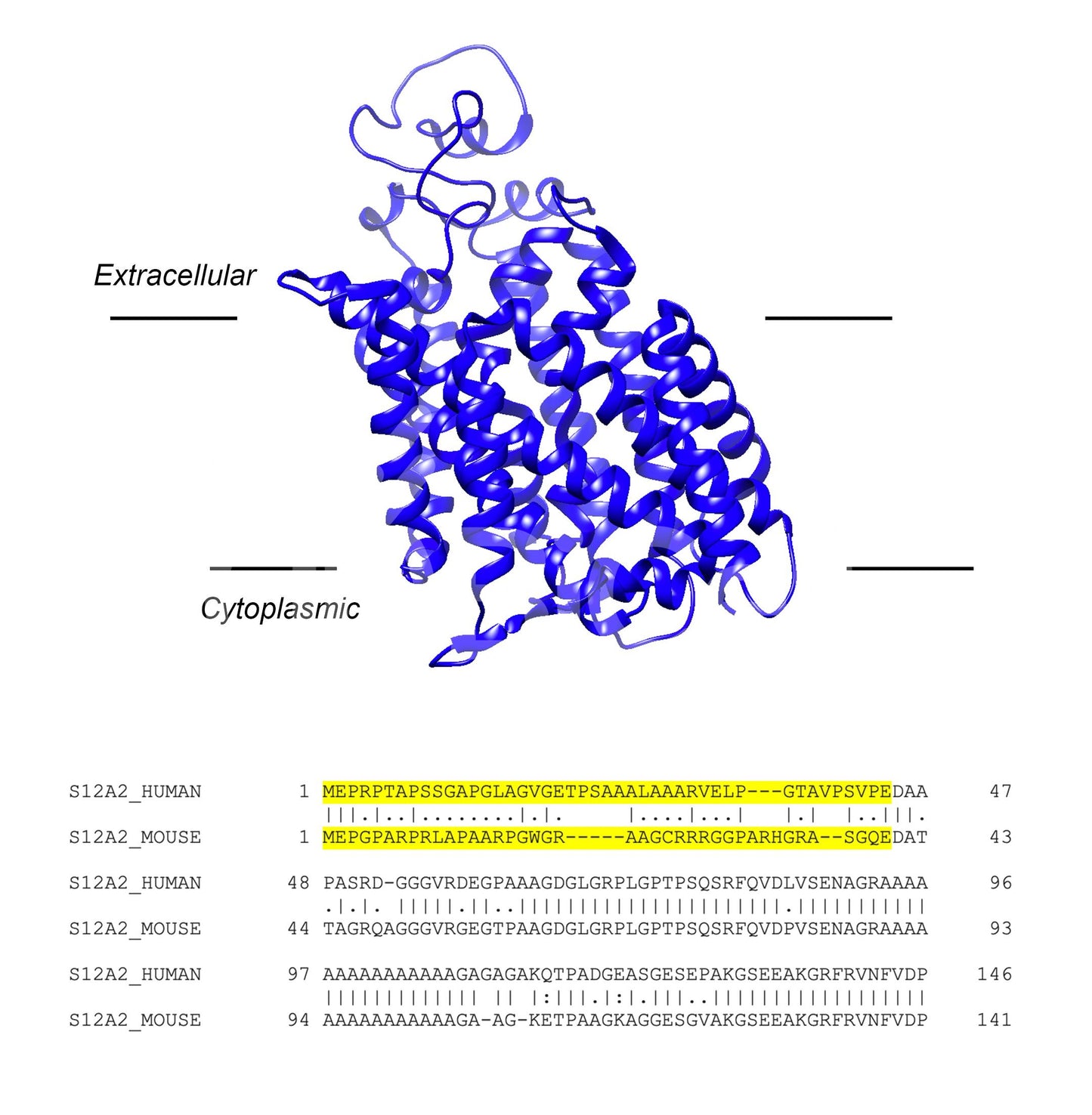 NKCC1 (Slc12a2) (Human) Antibody - Western Blot Validated