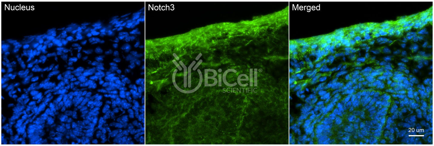 NOTCH3 Antibody - Western Blot Validated