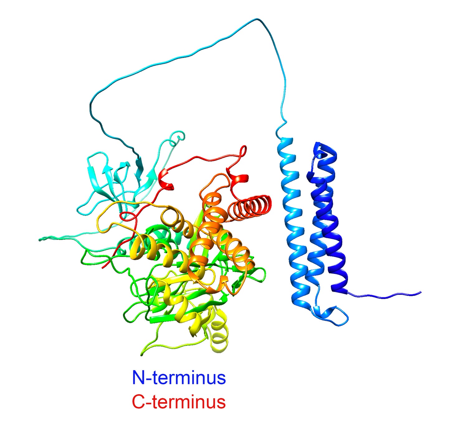 Nephrocystin-1 (NPHP1) (Human) Antibody - FFPE Validated