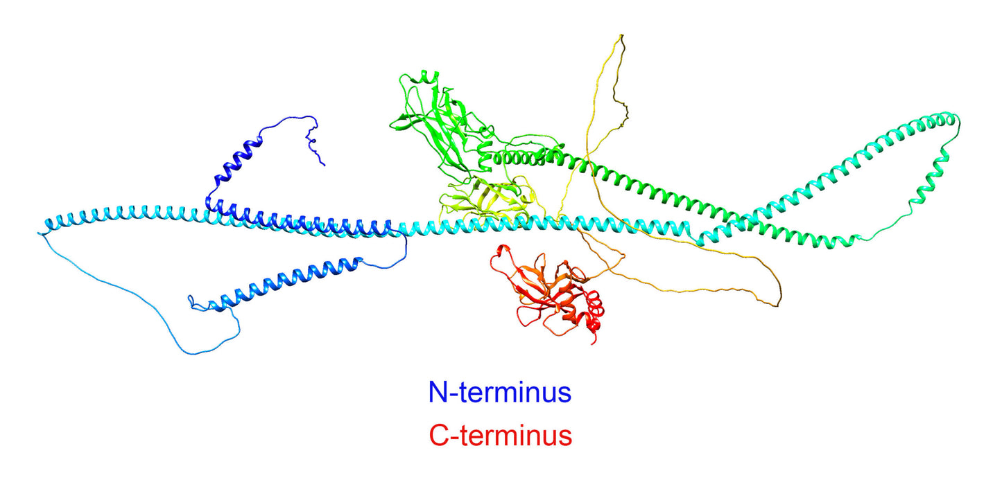 Nephrocystin-8 (NPHP8 or MKS5 or RPGRIP1L) (C-Terminus) (Human) Antibody