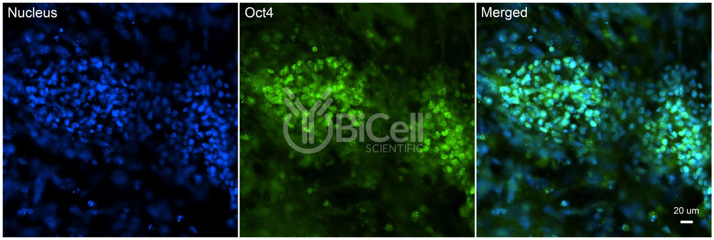 OCT4 (OCT3 or POU5F1) Antibody - FFPE Validated