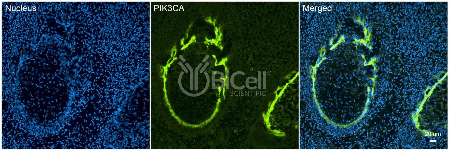 PIK3CA (PI3K-alpha or p110-alpha) Antibody - Western Blot Validated