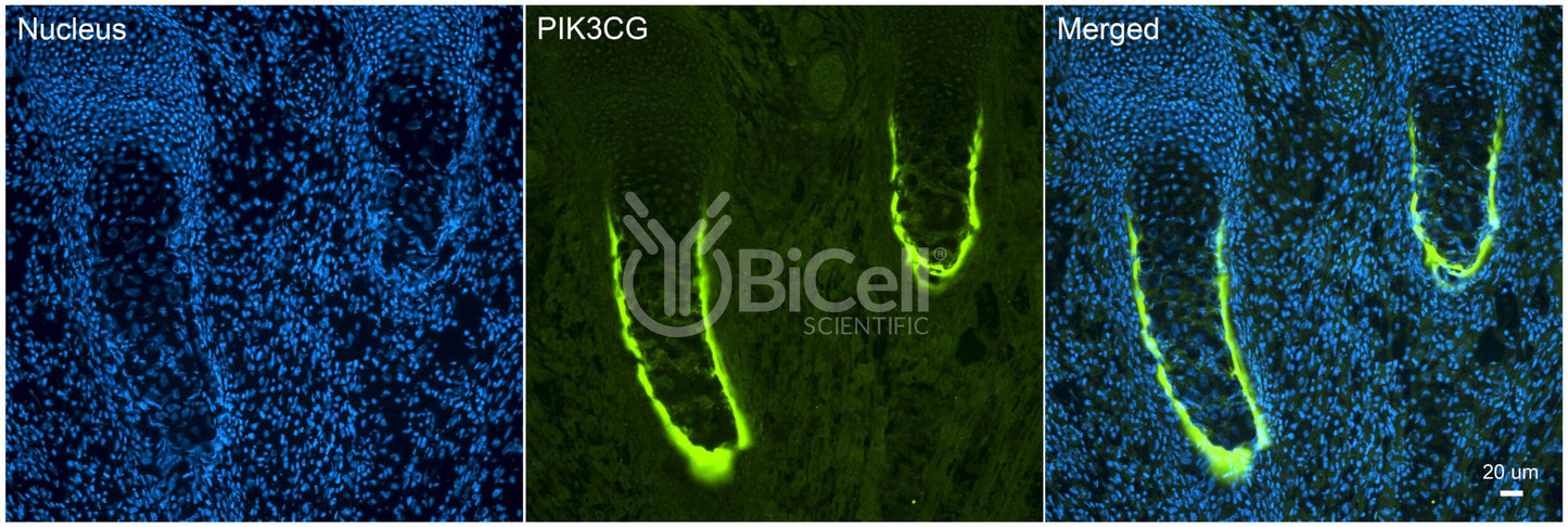 PIK3CG (PI3K-gamma or p110-gamma) Antibody
