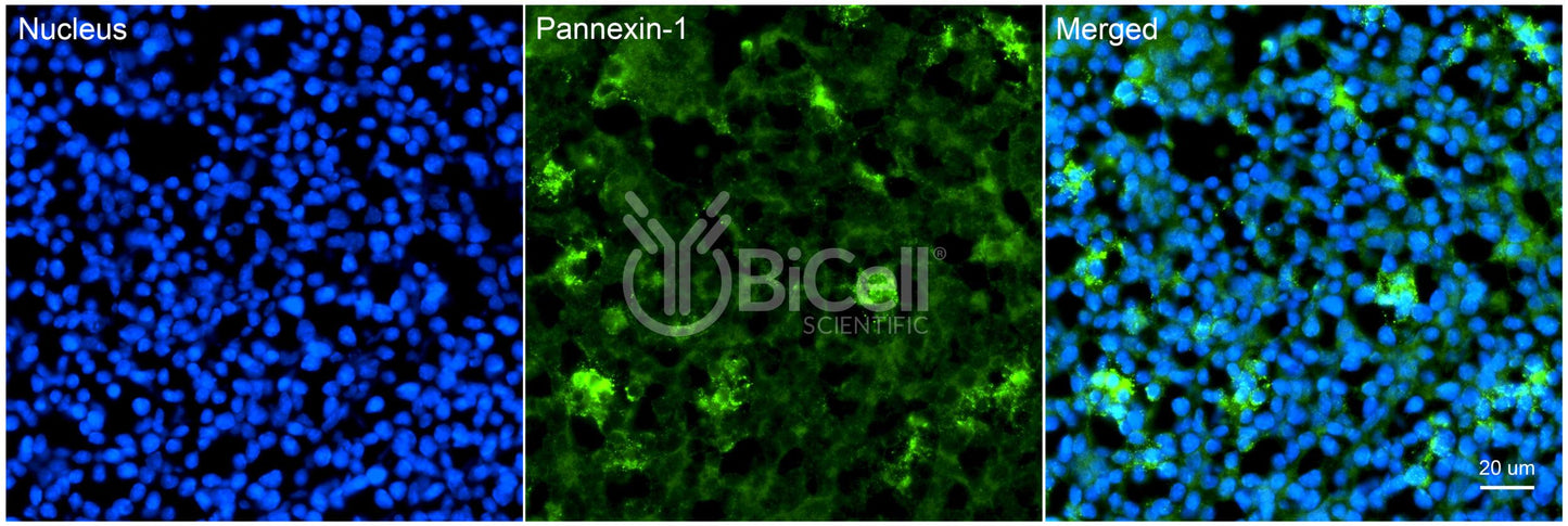 Pannexin-1 (PANX1) Antibody - Western Blot Validated