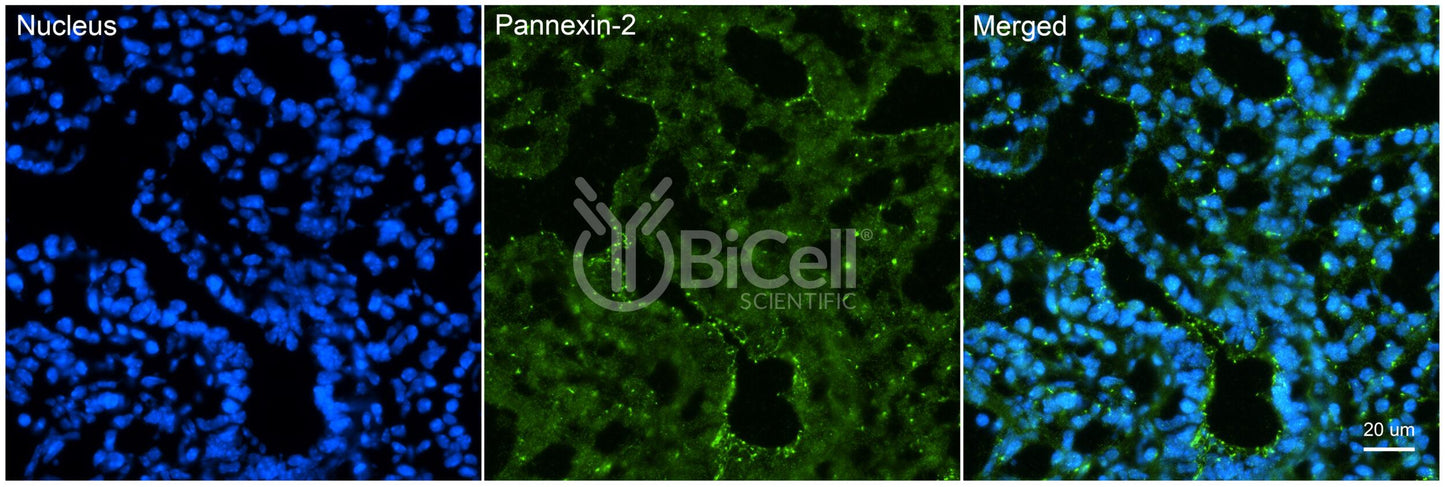 Pannexin-2 (PANX2) Antibody - Western Blot Validated