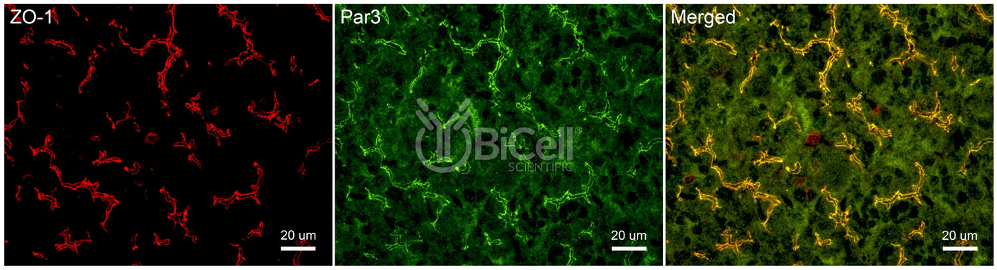 Par3 (PARD3) Antibody