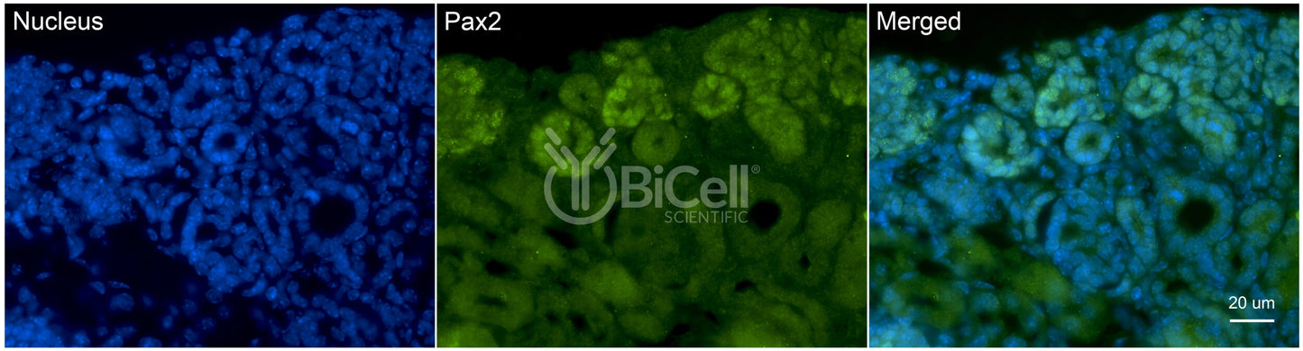 PAX2 Antibody - FFPE Validated