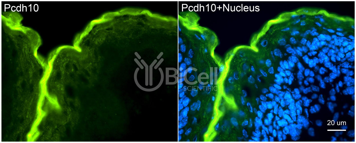 Protocadherin-10 (PCDH10 or OL-PCDH) Antibody