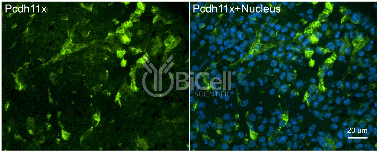 Protocadherin-11 X-linked (PCDH11X or PCDH11) Antibody
