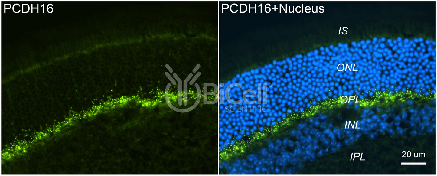 Protocadherin-16 (PCDH16 or DCHS1) Antibody - Western Blot Validated