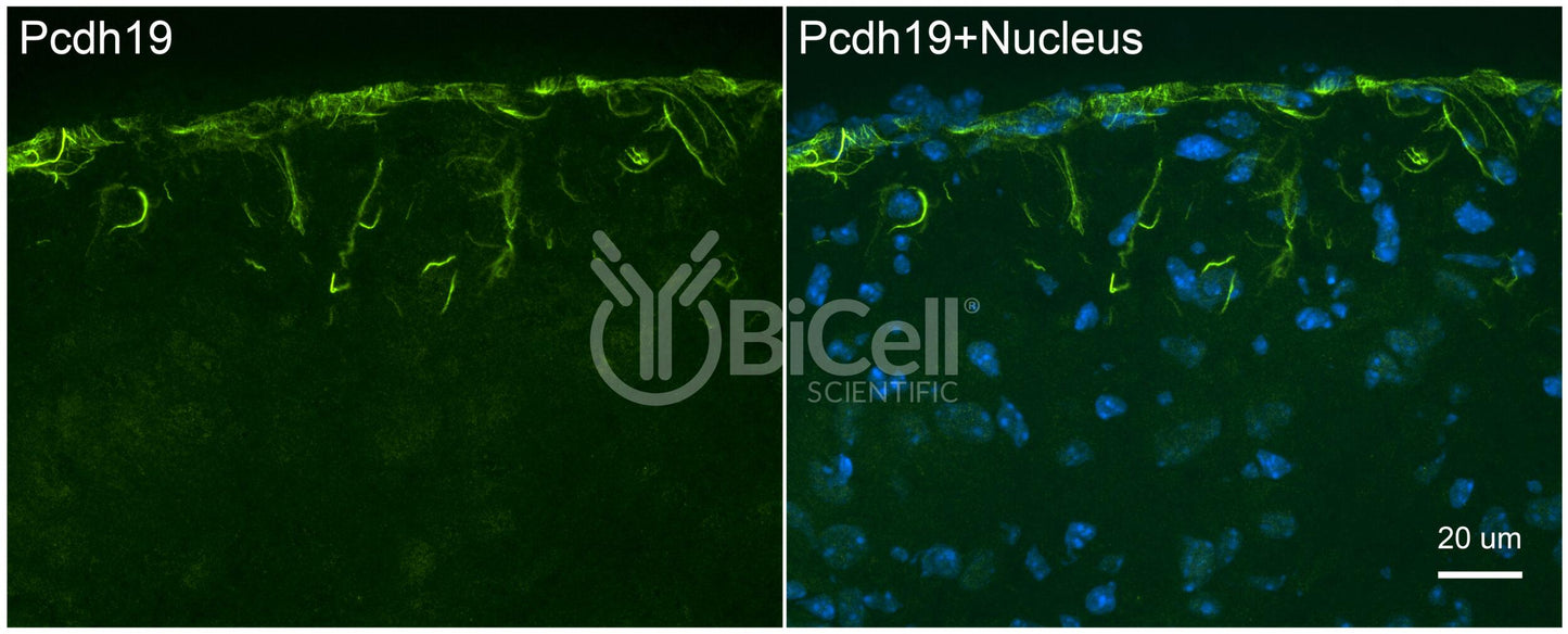 Protocadherin-19 (PCDH19 or DEE9 or EFMR) Antibody