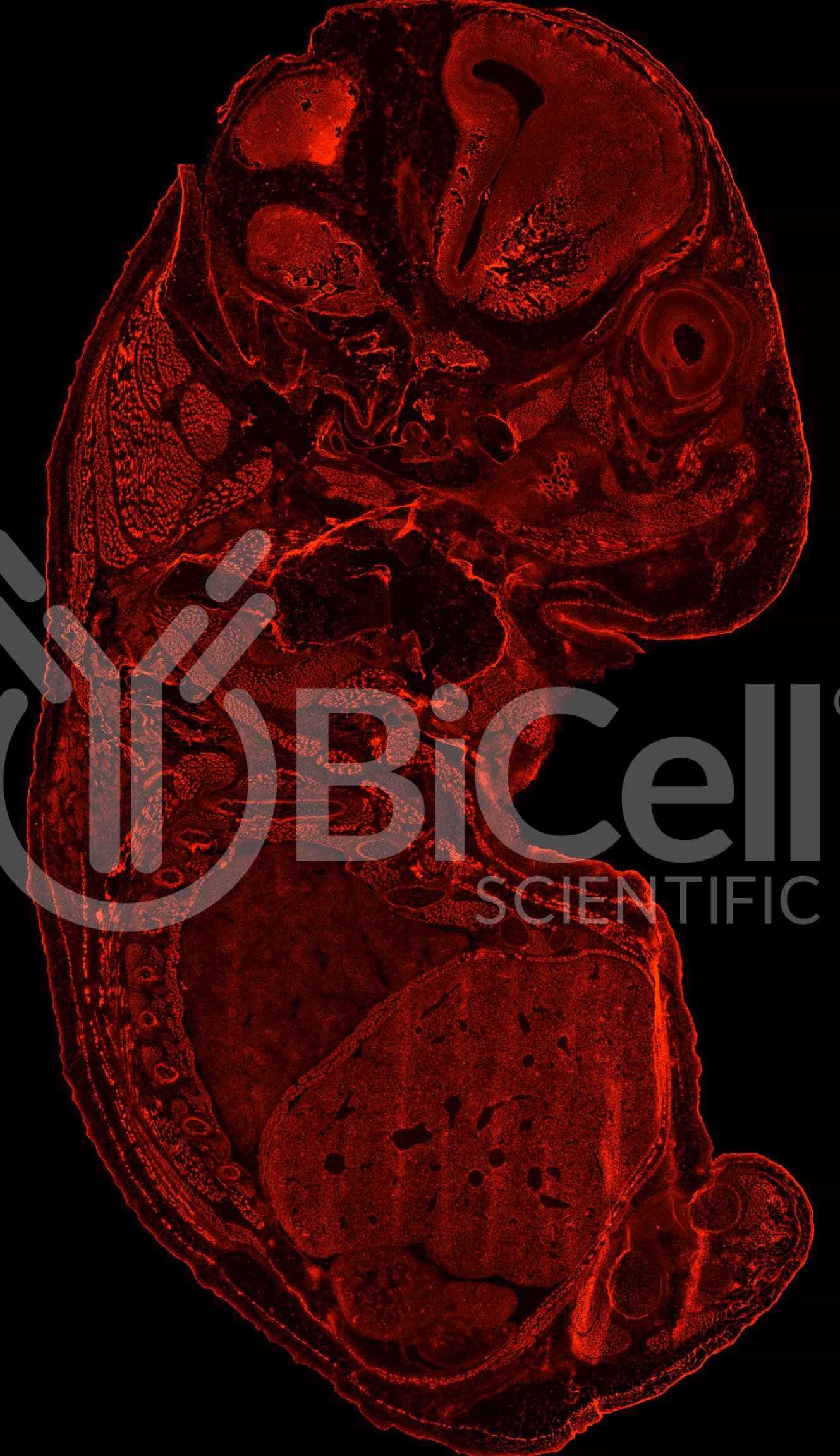 Protocadherin-1 (PCDH1 or PCDH42) Antibody - FFPE Validated
