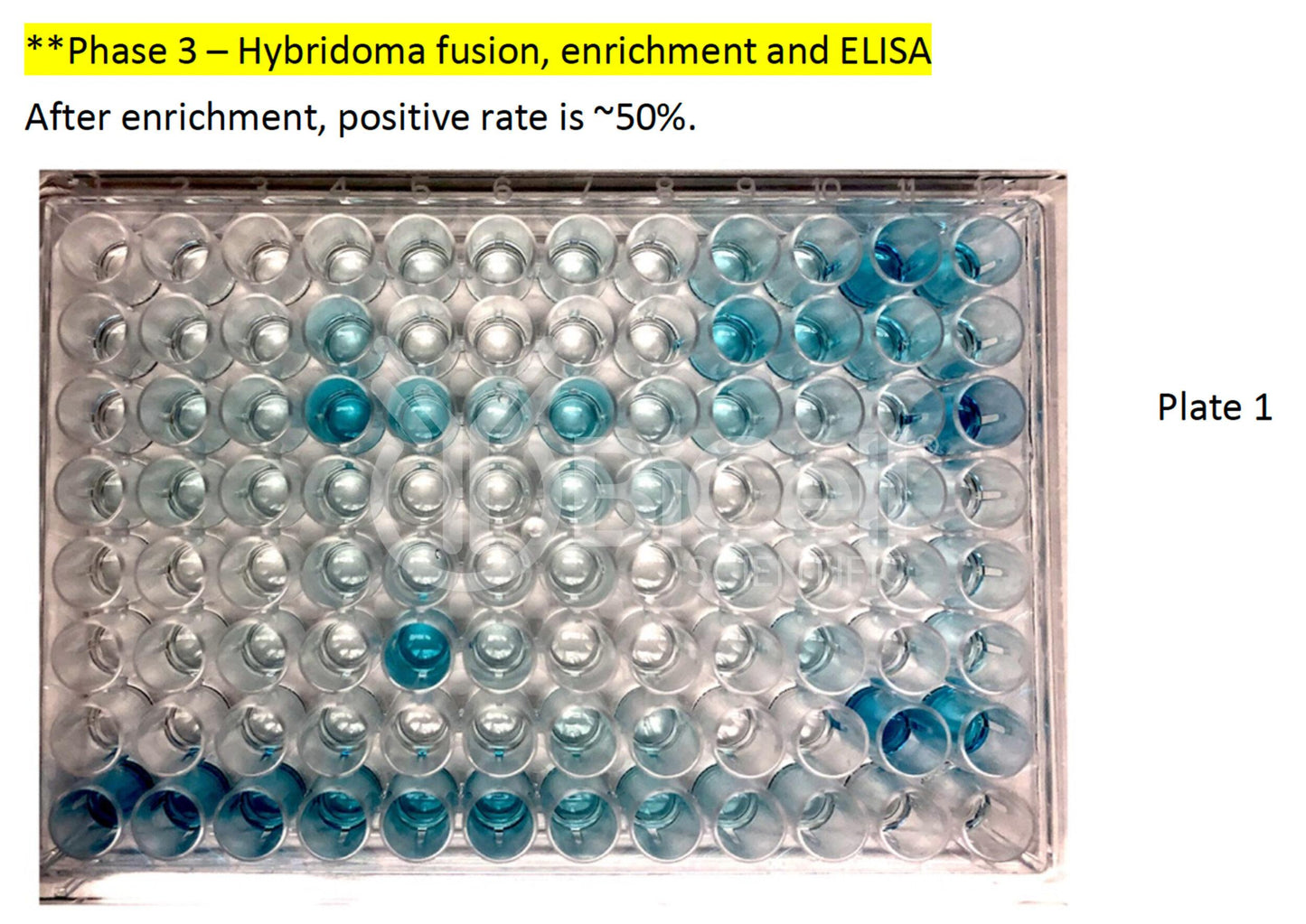 PCDHGA9 Monoclonal Antibody (A9 Clone)