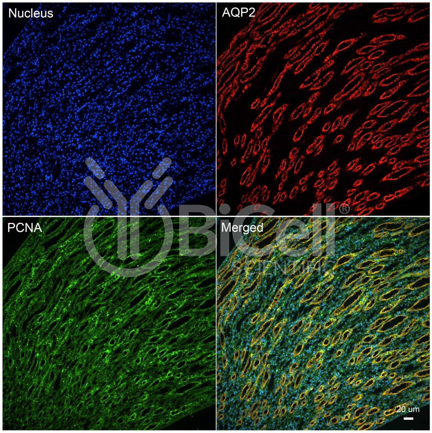 PCNA Antibody