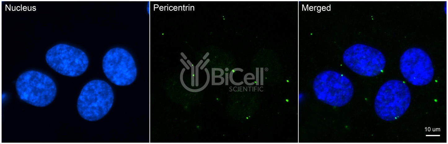 Pericentrin (PCNT or PCNT2 or Kendrin) Antibody - Western Blot Validated