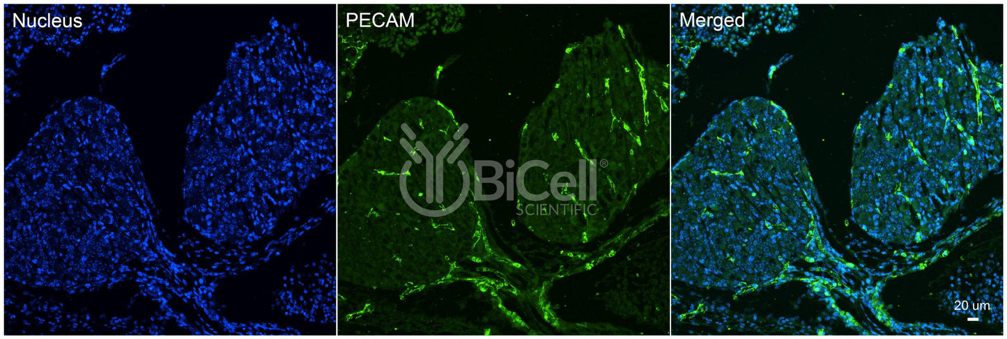 PECAM1 (CD31) Antibody - FFPE Validated