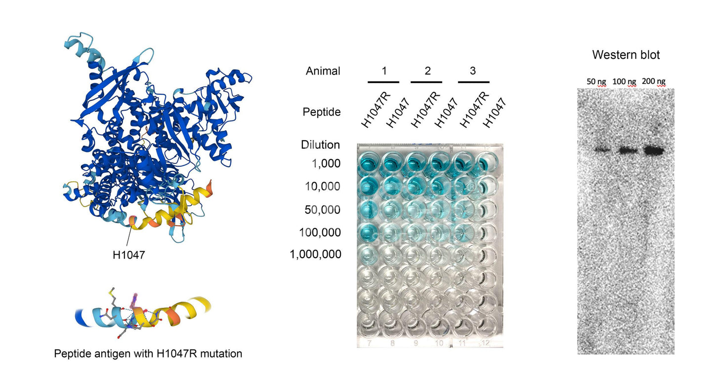 PIK3CA-H1047R Antibody