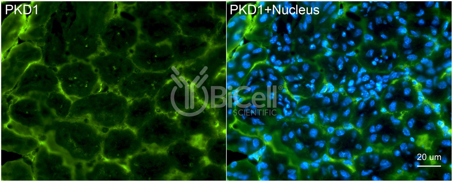 Polycystin-1 (PKD1) Monoclonal Antibody (B2 Clone) - Western Blot Validated