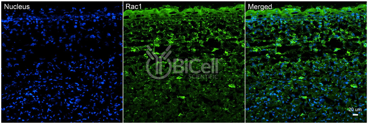 RAC1 Antibody