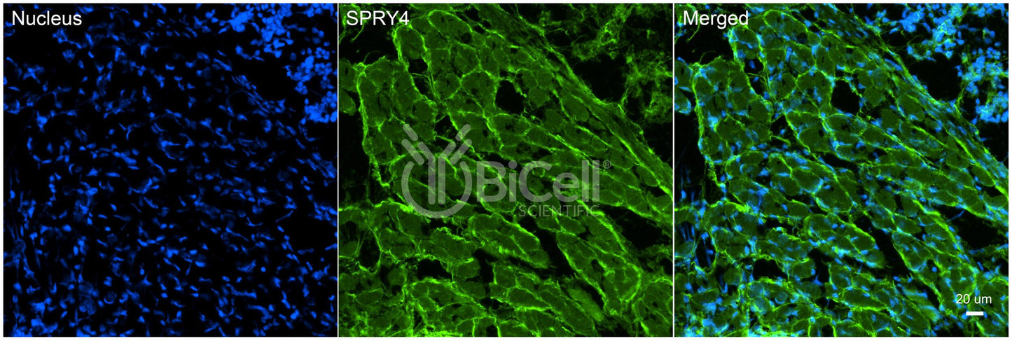 SPRY4 (HH17) Antibody - Western Blot Validated