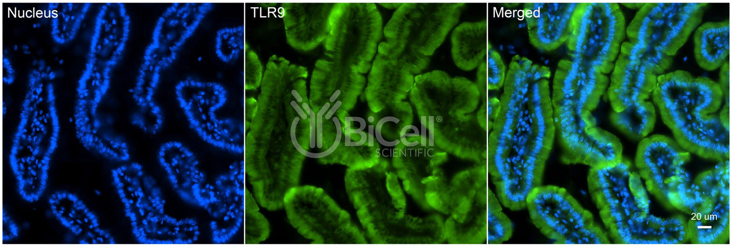 Toll-like receptor 9 (TLR9 or CD289) Antibody