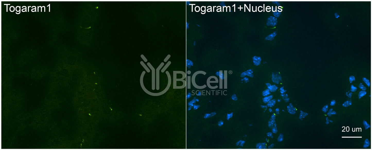TOGARAM1 Antibody - FFPE Validated