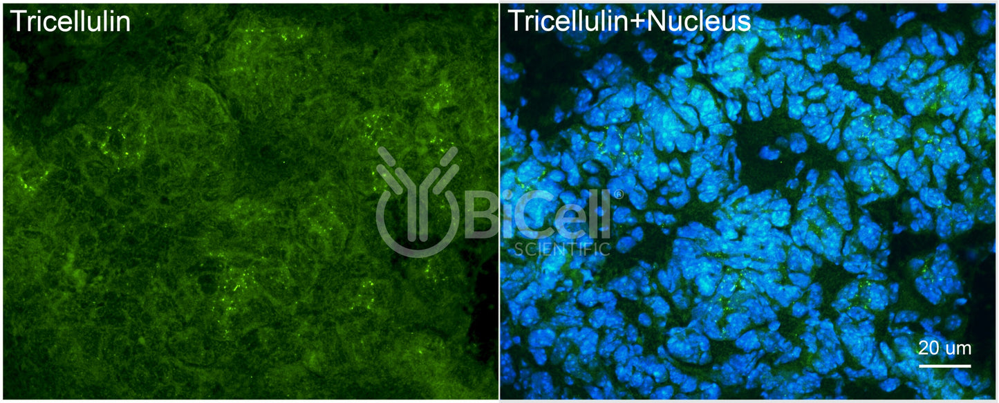 Tricellulin (MARVELD2) Antibody