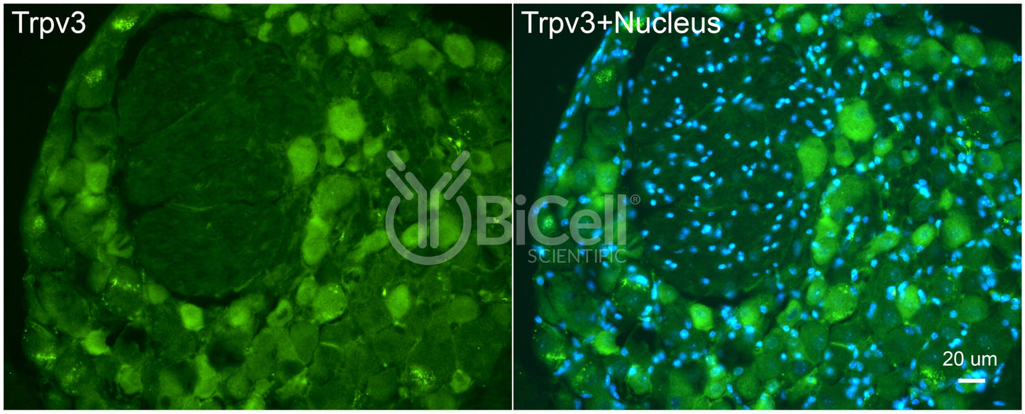 Trpv3 Antibody