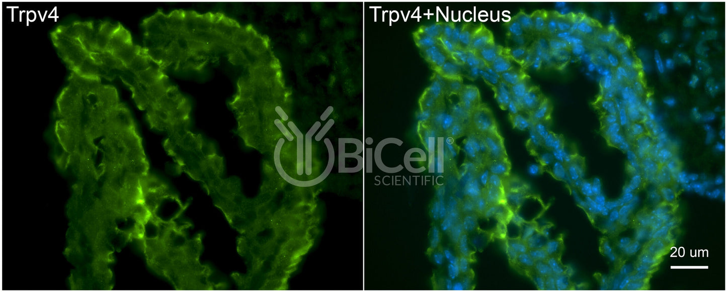 Trpv4 Antibody
