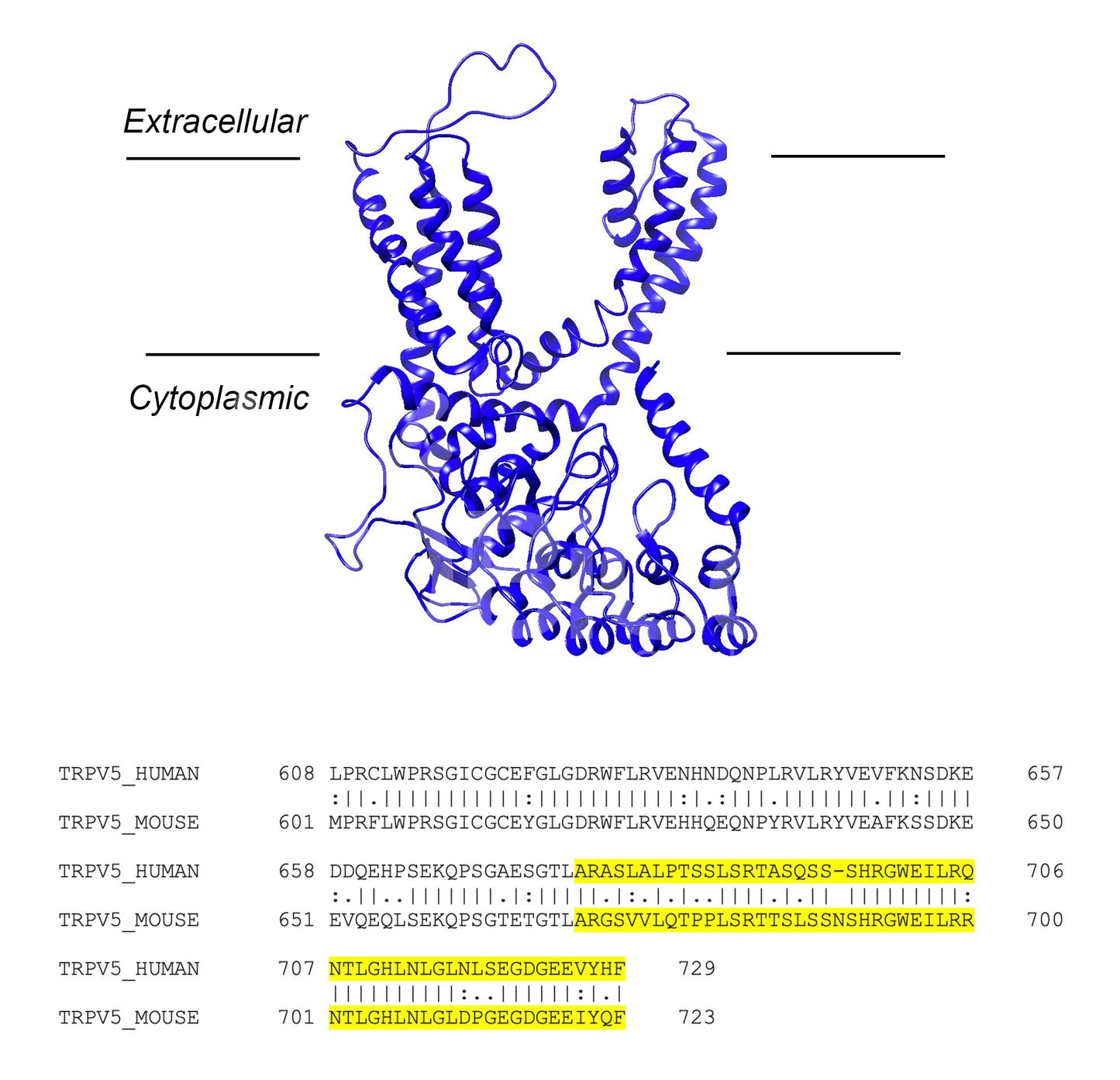 Trpv5 (Human) Antibody
