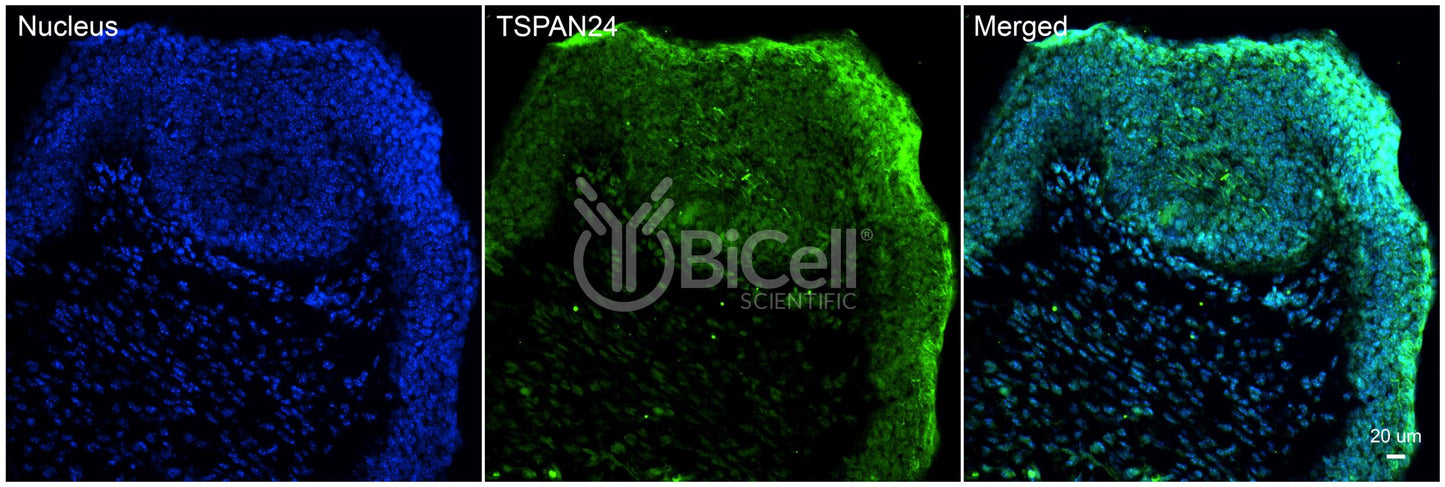 Tetraspanin-24 (TSPAN24 or CD151) Antibody - Western Blot Validated