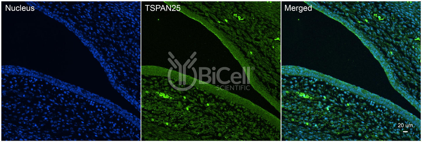 Tetraspanin-25 (TSPAN25 or CD53) Antibody