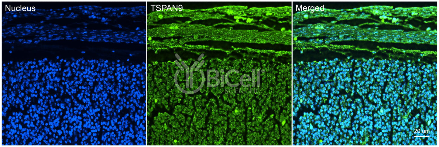Tetraspanin-9 (TSPAN9) Antibody - Western Blot Validated
