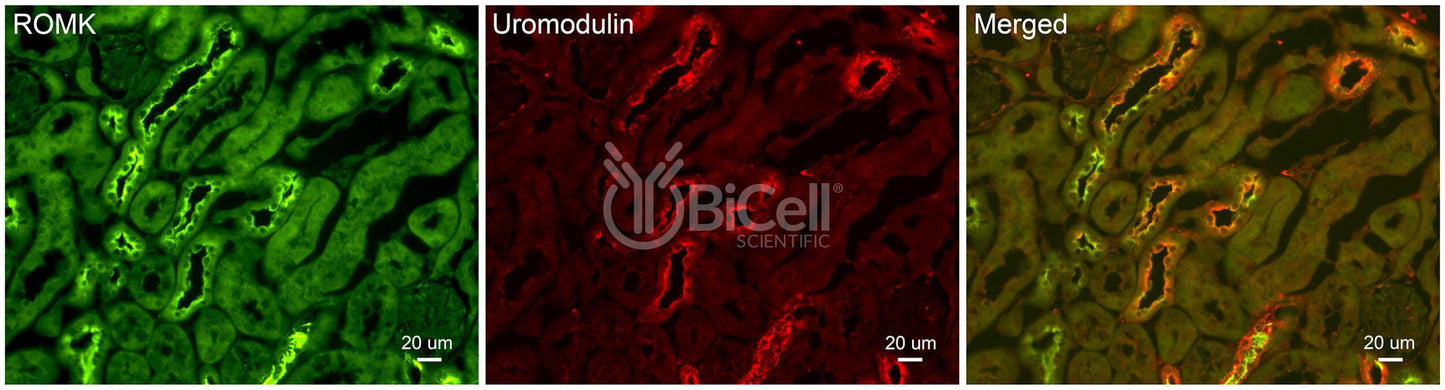 Uromodulin (UMOD or THP) Antibody