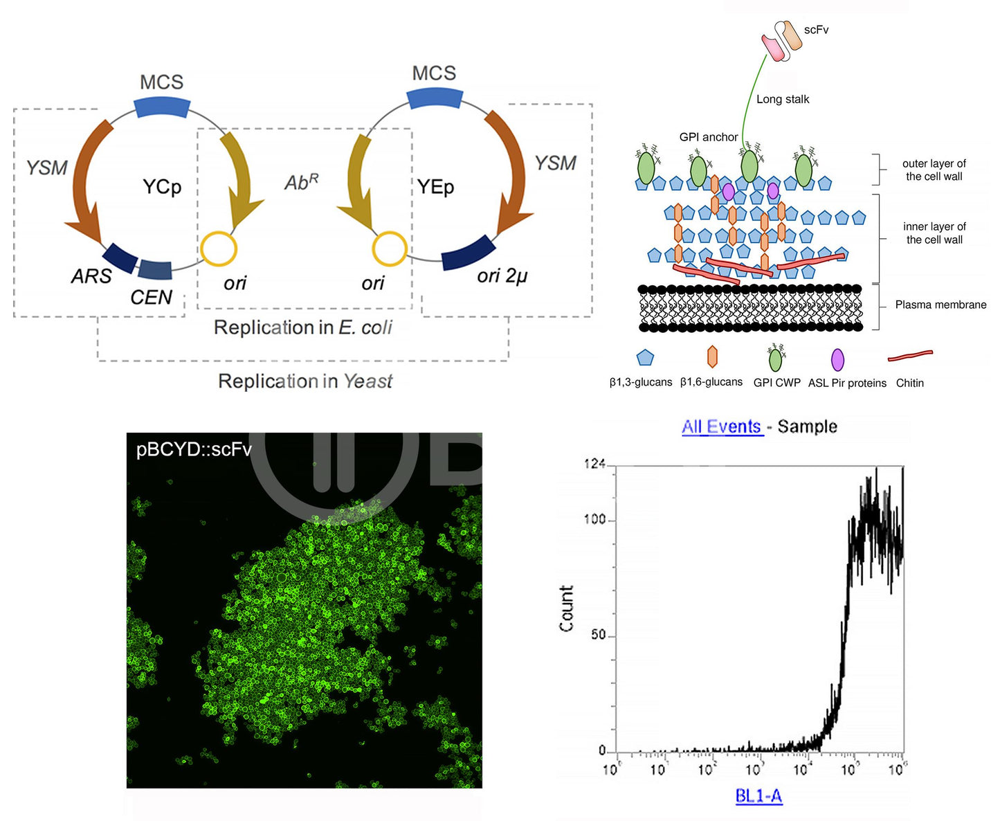 Affinity Maturation or Degeneration for Custom Antibody