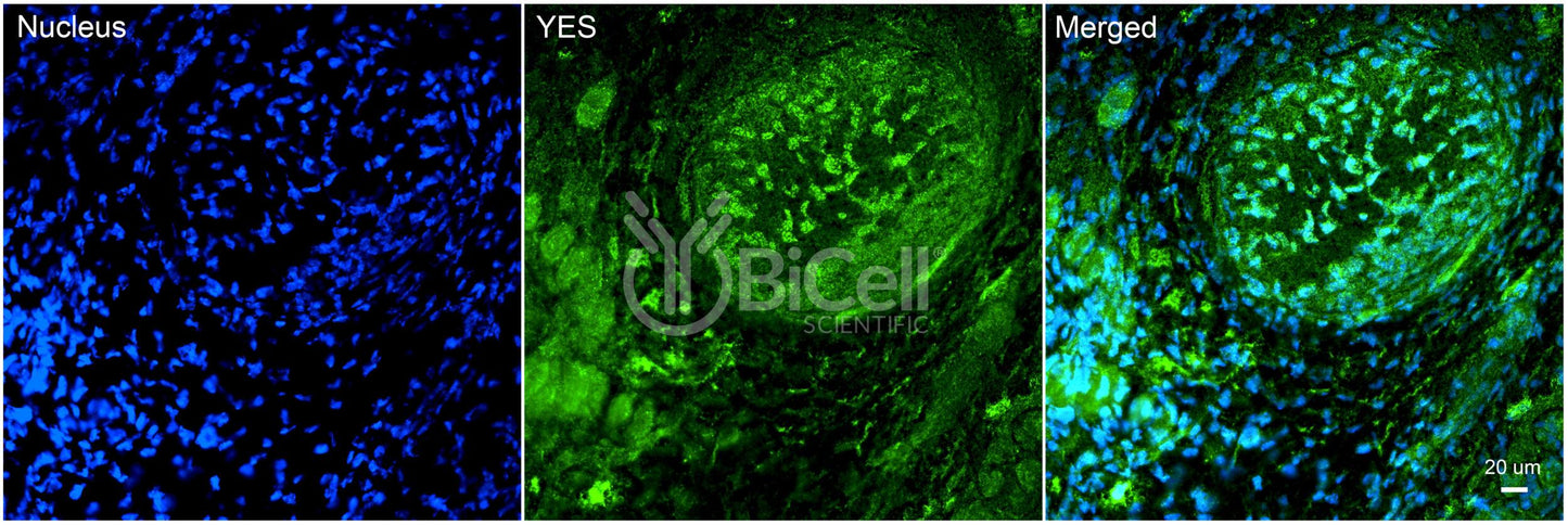 YES (YES1) Antibody