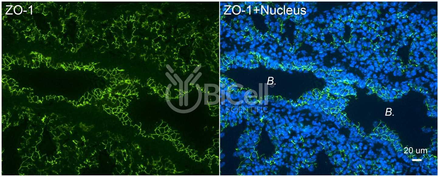 ZO-1 (Tjp1) (C-Terminus) Monoclonal Antibody (F11 Clone)