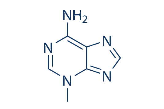 3-Methyladenine (3-MA)