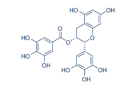 EGCG ( (-)-Epigallocatechin Gallate)