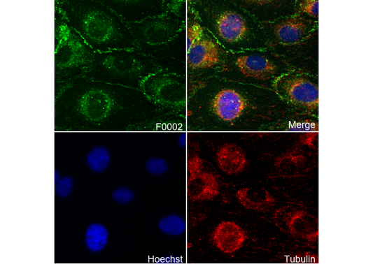 p44/42 MAPK (Erk1/2) Antibody