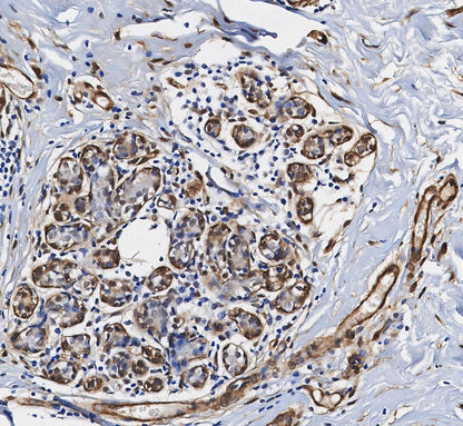 p44/42 MAPK (Erk1/2) Antibody