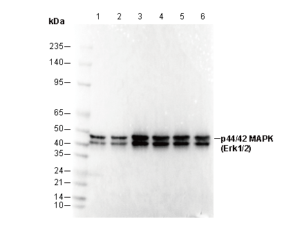 p44/42 MAPK (Erk1/2) Antibody