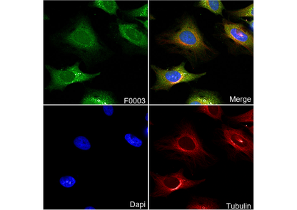 GAPDH Antibody