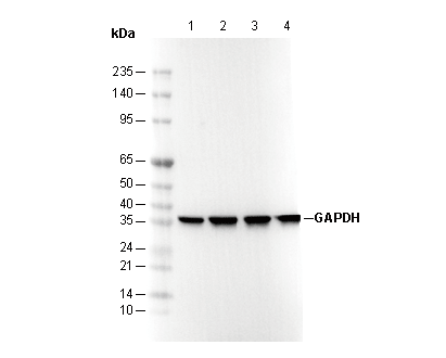 GAPDH Antibody