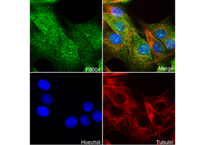 Akt (pan) Antibody