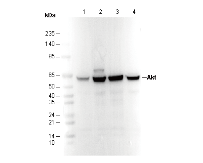 Akt (pan) Antibody